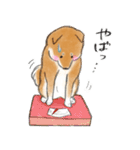 あざとかわいい柴犬こたろうの冬2020（個別スタンプ：35）