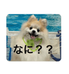 可愛すぎて泣けるスタンプ（個別スタンプ：4）