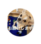ハクがスタンプに（個別スタンプ：1）