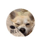 ハクがスタンプに（個別スタンプ：3）