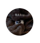 ハクがスタンプに（個別スタンプ：4）