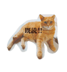 吾輩は語らぬ猫である（個別スタンプ：1）
