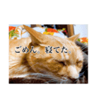 吾輩は語らぬ猫である（個別スタンプ：6）