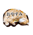 吾輩は語らぬ猫である（個別スタンプ：7）