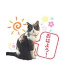 ネコのたらこ（個別スタンプ：1）
