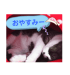 ネコのたらこ（個別スタンプ：2）