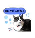 ネコのたらこ（個別スタンプ：3）