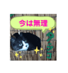 ネコのたらこ（個別スタンプ：4）