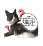 ネコのたらこ（個別スタンプ：5）