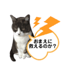 ネコのたらこ（個別スタンプ：6）
