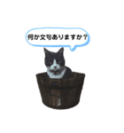 ネコのたらこ（個別スタンプ：7）