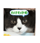 ネコのたらこ（個別スタンプ：8）