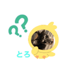シュナウザー犬とろ（個別スタンプ：2）