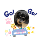 シュナウザー犬とろ（個別スタンプ：3）
