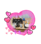 シュナウザー犬とろ（個別スタンプ：4）