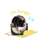 シュナウザー犬とろ（個別スタンプ：5）