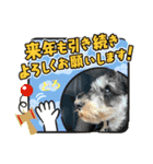 シュナウザー犬とろ（個別スタンプ：6）