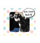 シュナウザー犬とろ（個別スタンプ：10）