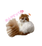 お豆腐メンタルねこ氏（個別スタンプ：1）