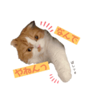 お豆腐メンタルねこ氏（個別スタンプ：3）