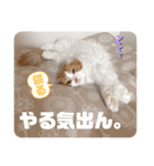 お豆腐メンタルねこ氏（個別スタンプ：5）
