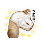 お豆腐メンタルねこ氏（個別スタンプ：6）