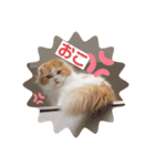 お豆腐メンタルねこ氏（個別スタンプ：7）