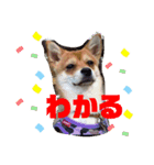 ロクすたんぷ 2（個別スタンプ：3）