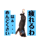 僕スタ₁（個別スタンプ：10）