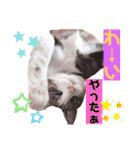 僕スタ₁（個別スタンプ：37）
