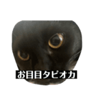 黒猫てんちゃん3（個別スタンプ：1）