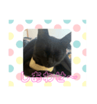 黒猫てんちゃん3（個別スタンプ：2）