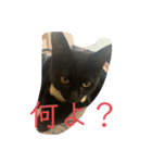 黒猫てんちゃん3（個別スタンプ：3）