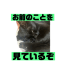 黒猫てんちゃん3（個別スタンプ：4）