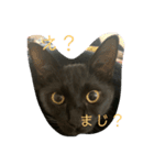 黒猫てんちゃん3（個別スタンプ：5）
