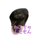 黒猫てんちゃん3（個別スタンプ：8）