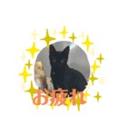 黒猫てんちゃん2（個別スタンプ：6）