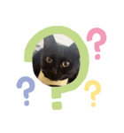 黒猫てんちゃん2（個別スタンプ：8）