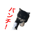 ゆるゆる靴下にゃんこ2（個別スタンプ：4）