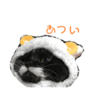 ゆるゆる靴下にゃんこ2（個別スタンプ：8）