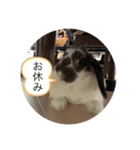 まきちゃんA（個別スタンプ：7）