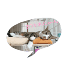 キジ白＆シャムMIX  うにまろの生活（個別スタンプ：7）