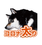 柴犬 黒柴きのこの日常2 コロナ禍篇（個別スタンプ：7）