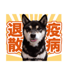 柴犬 黒柴きのこの日常2 コロナ禍篇（個別スタンプ：9）