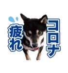 柴犬 黒柴きのこの日常2 コロナ禍篇（個別スタンプ：13）