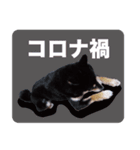 柴犬 黒柴きのこの日常2 コロナ禍篇（個別スタンプ：14）