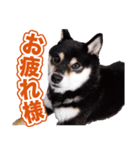 柴犬 黒柴きのこの日常2 コロナ禍篇（個別スタンプ：16）