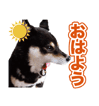 柴犬 黒柴きのこの日常2 コロナ禍篇（個別スタンプ：17）