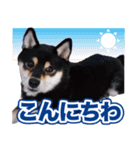 柴犬 黒柴きのこの日常2 コロナ禍篇（個別スタンプ：18）