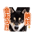 柴犬 黒柴きのこの日常2 コロナ禍篇（個別スタンプ：27）